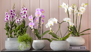 Orchideen