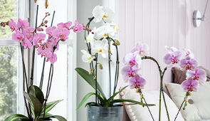 Orchideen