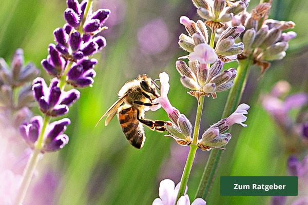 Ratgeber Tierfreundlicher Garten