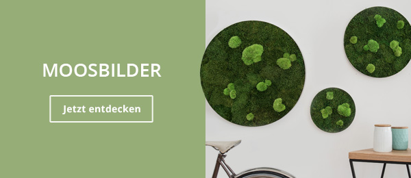 Moosbilder