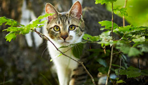 Katze