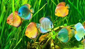 Aquaristik