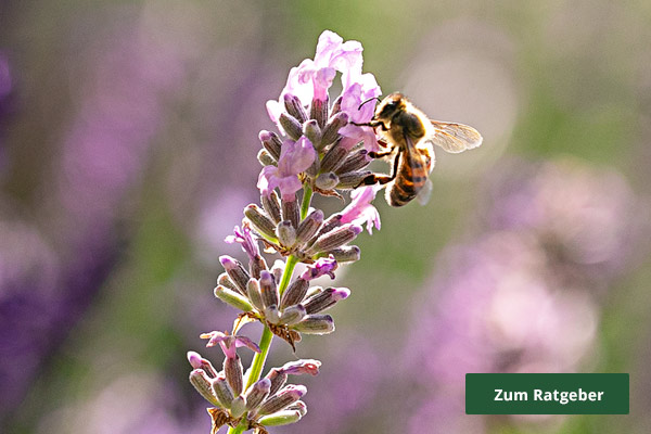 Ratgeber Bienengarten