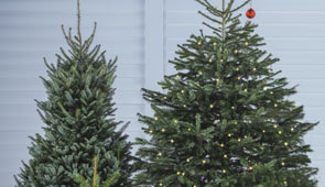 Echte Weihnachtsbäume