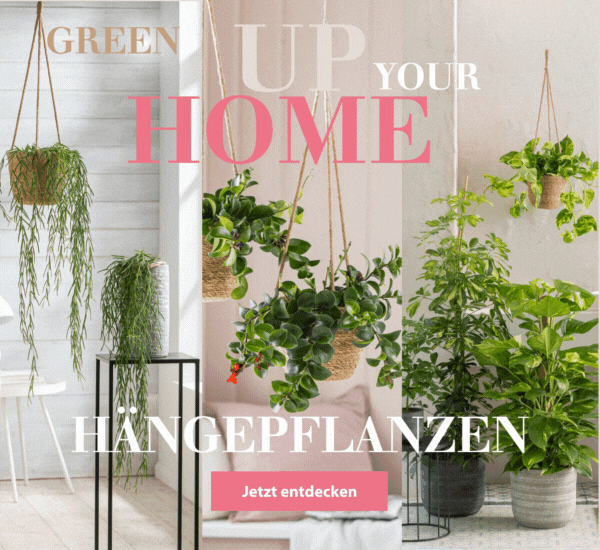 Green up your home Hängepflanzen