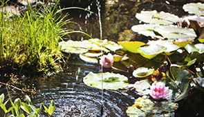 Gartenteich