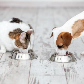 Hund & Katze