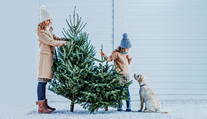 Weihnachtsbäume gesägt