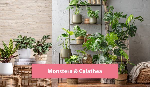 Monstera & Calathea