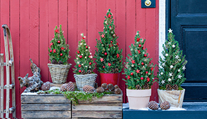 Weihnachtsbäume im Topf