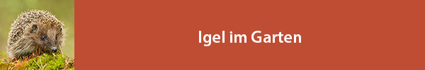 Igel im Garten