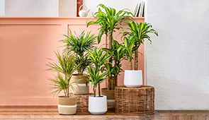 Drachenbaum & Yucca