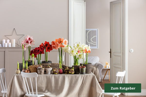 Ratgeber Amaryllis