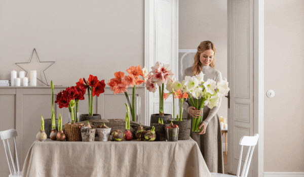 Weihnachtsblumen zum Dekorieren und Schenken