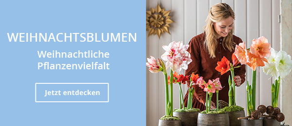 Weihnachtsblumen