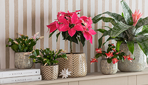 Weihnachtssterne & Amaryllis