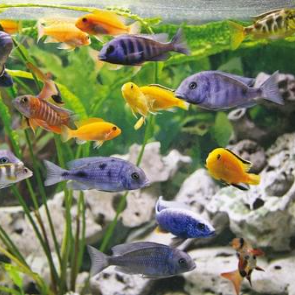 Aquaristik