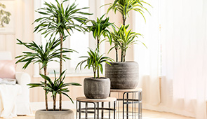 Drachenbaum & Yucca