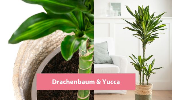 Drachenbäume & Yucca