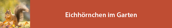 Eichhörnchen im Garten