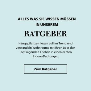 Ratgeber: Top 10 Hängepflanzen