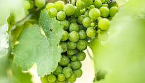 Weinreben