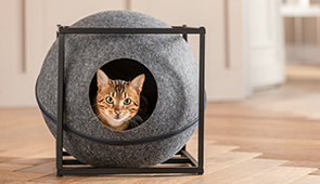 Katze