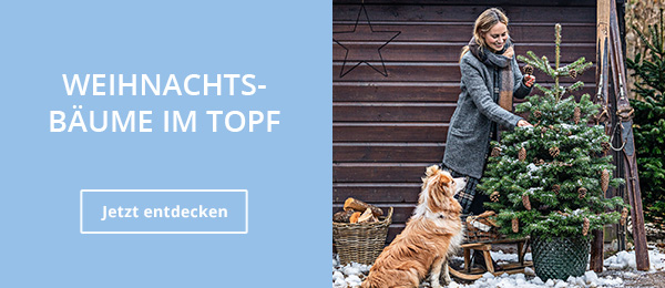 Weihnachtsbäume im Topf