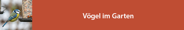 Vögel im Garten