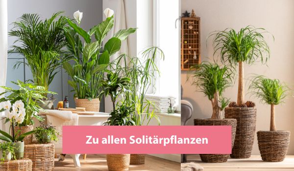 Große Auswahl an Solitärpflanzen