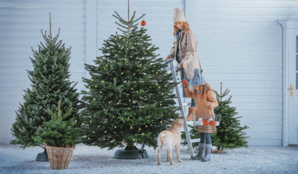 Weihnachtsbäume