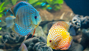 Aquaristik