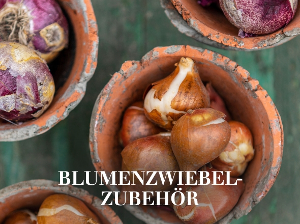 Blumenzwiebelzubehör