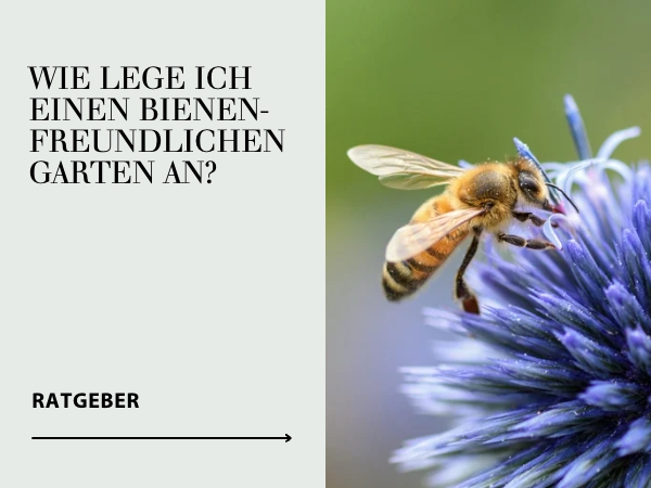 Ratgeber Bienenfreundlicher Garten