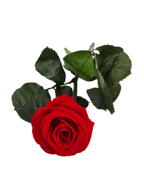 Longlife Rose am Stiel
