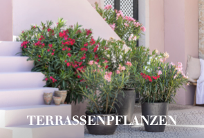 Terrassenpflanzen