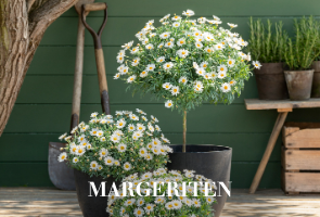 Margeriten