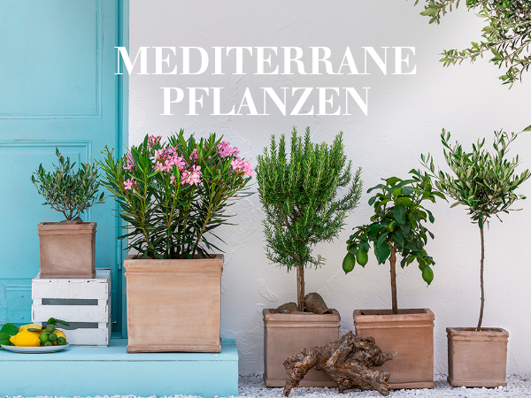 Mediterrane Pflanzen
