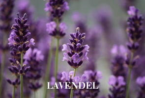 Lavendel