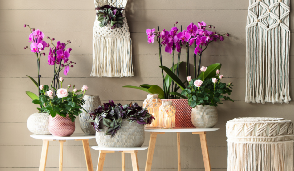 Orchideen