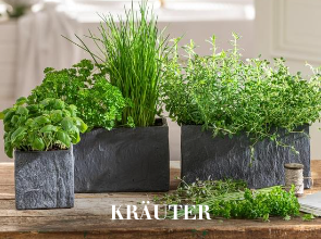 Kräuter