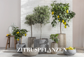 Zitruspflanzen