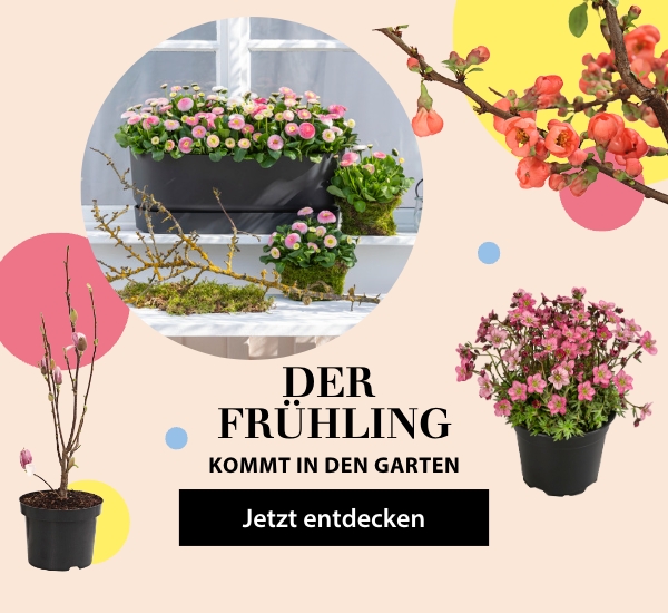 Frühlingsblumen