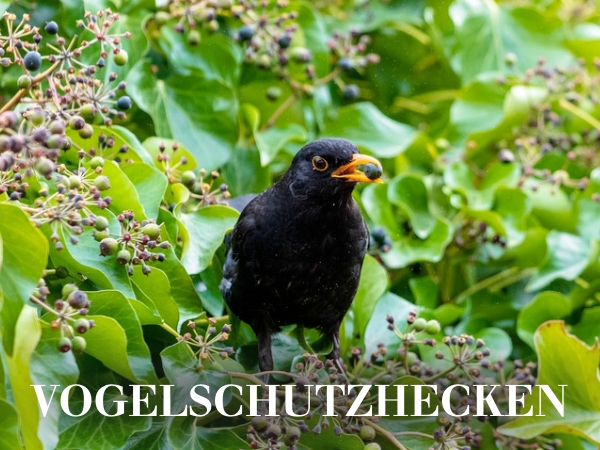 Vogelschutzhecken