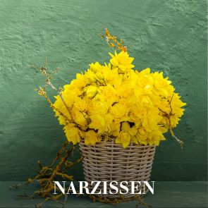 Narzissen
