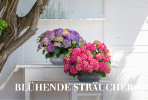 Blühende Sträucher
