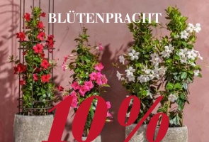 Blütenpracht