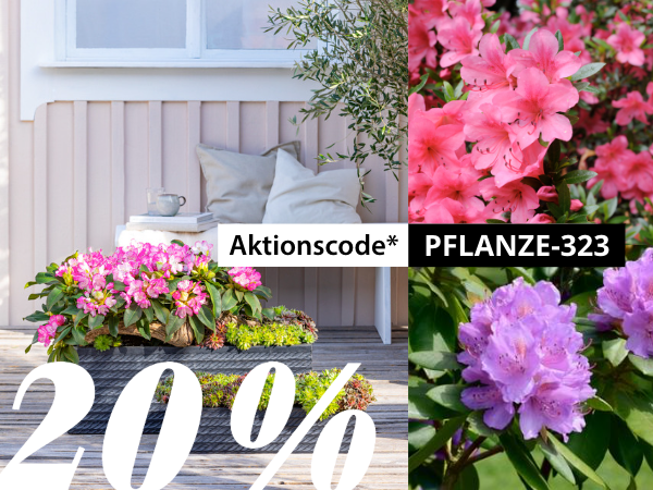 -20 % auf Rhododendren
