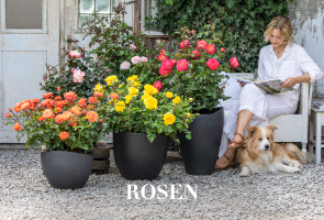 Rosen