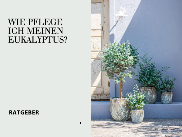Ratgeber Eukalyptus